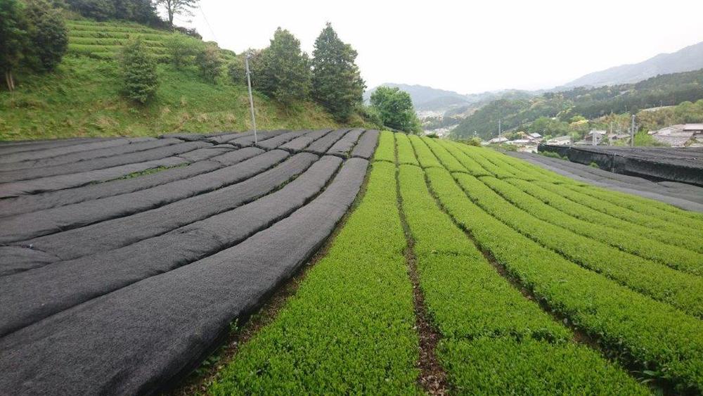 Nakai Tea Farm