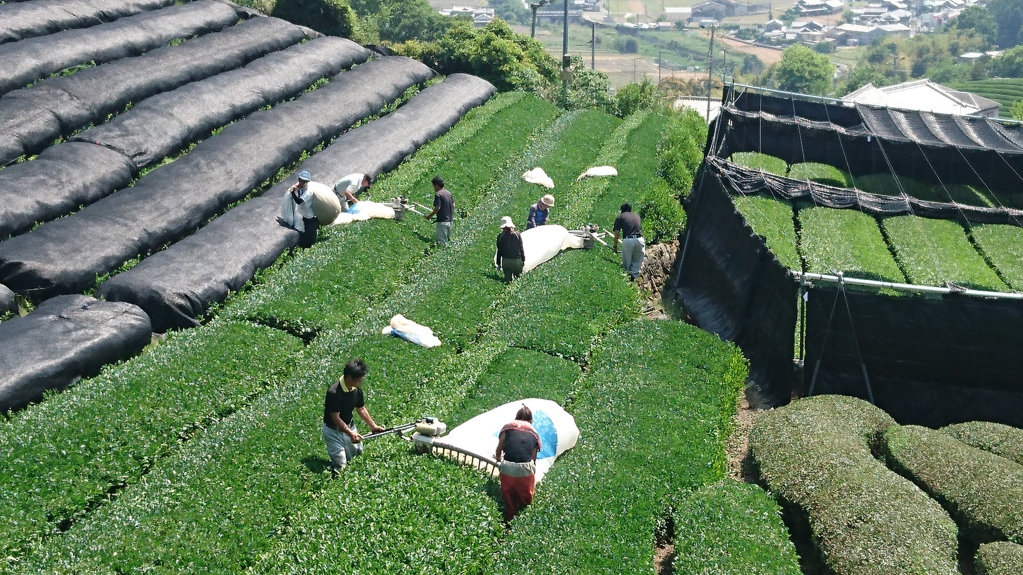 2020 Nakai Tea Farm Yabukita Sencha - 120g (3x 40g)