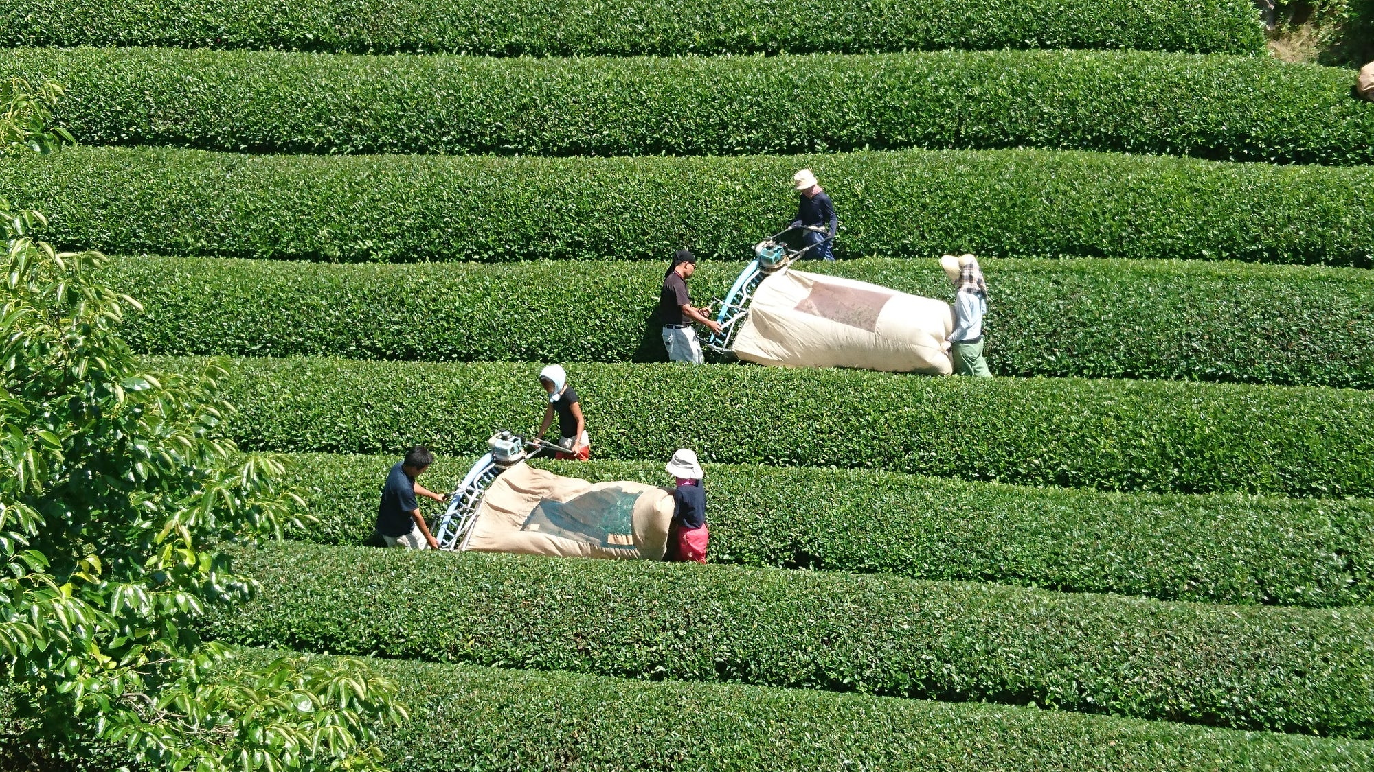 2020 Nakai Tea Farm Yabukita Sencha - 120g (3x 40g)
