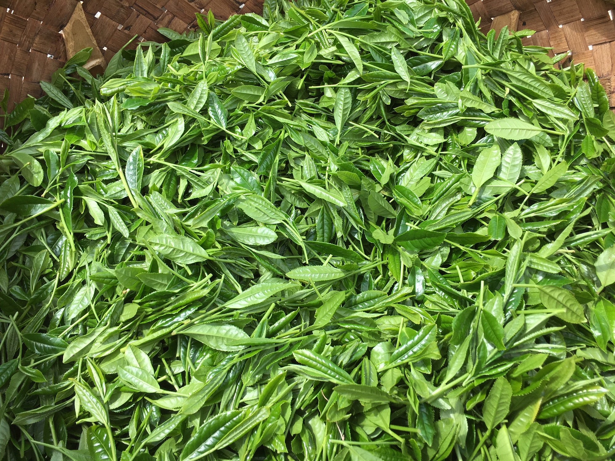 2020 Nakai Tea Farm Yabukita Sencha - 120g (3x 40g)